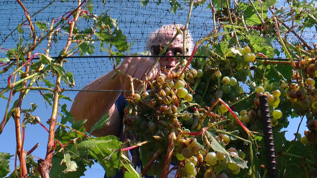 Harvesting Grapes at Moonlight Vinyard in Melrose after August storm 