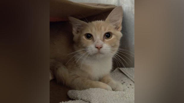 Kitten recovering after being shot in Dallas 