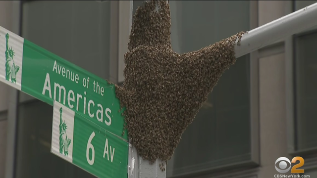 midtown-bees-aug-31.png 