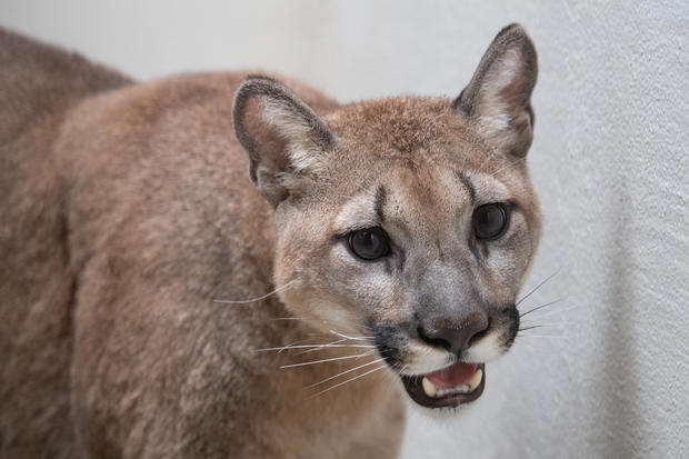 cougar-rescued-new-york-city-home.jpg 