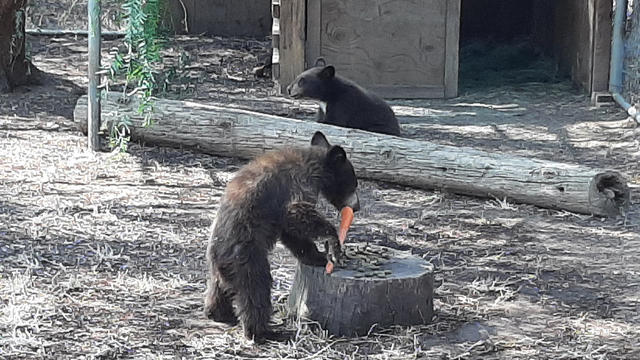 rescued-black-bear-cubs.jpg 