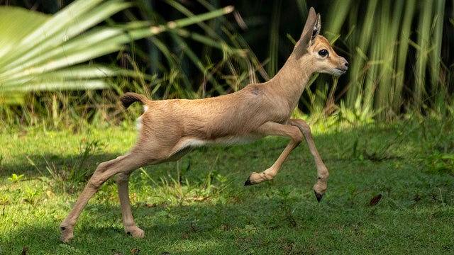 Gazelle-1.jpg 