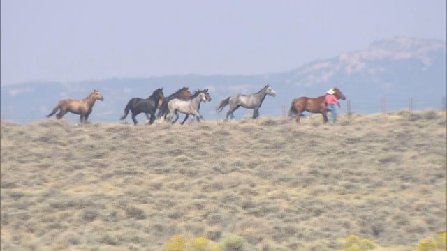 WILD-HORSE-ROUNDUP-6PKG.transfer_frame_1984.jpeg 