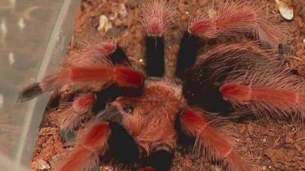 Tarantula 