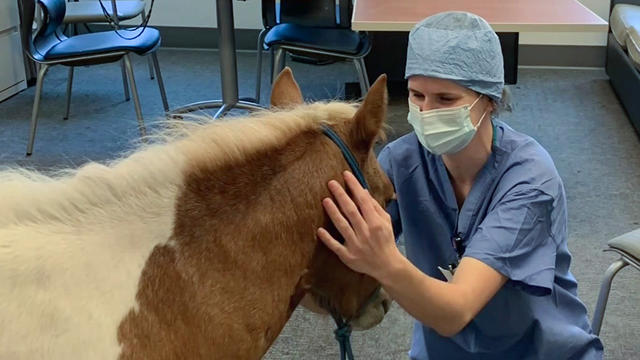 therapy-horse.jpg 