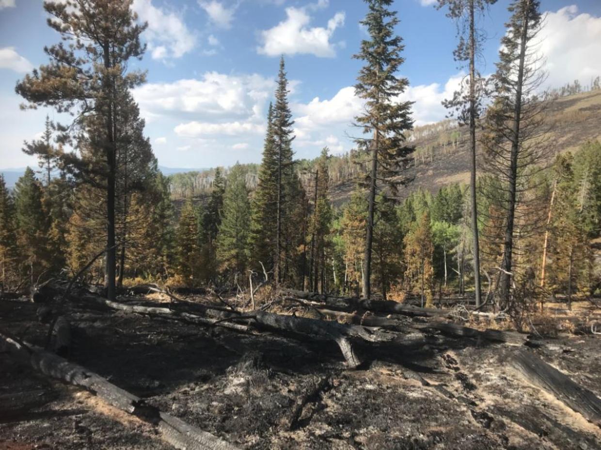 Containment Grows On Black Mountain Fire In Grand County - CBS Colorado