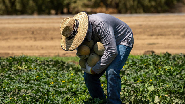 Farm Operations As Californians Are Asked To Use Less Water And Power 
