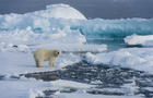 A polar bear (Ursus maritimus) on the pack ice north of 