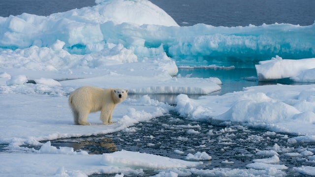 A polar bear (Ursus maritimus) on the pack ice north of 