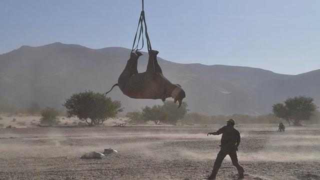 rhino hanging 