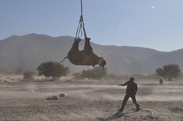 rhino hanging 