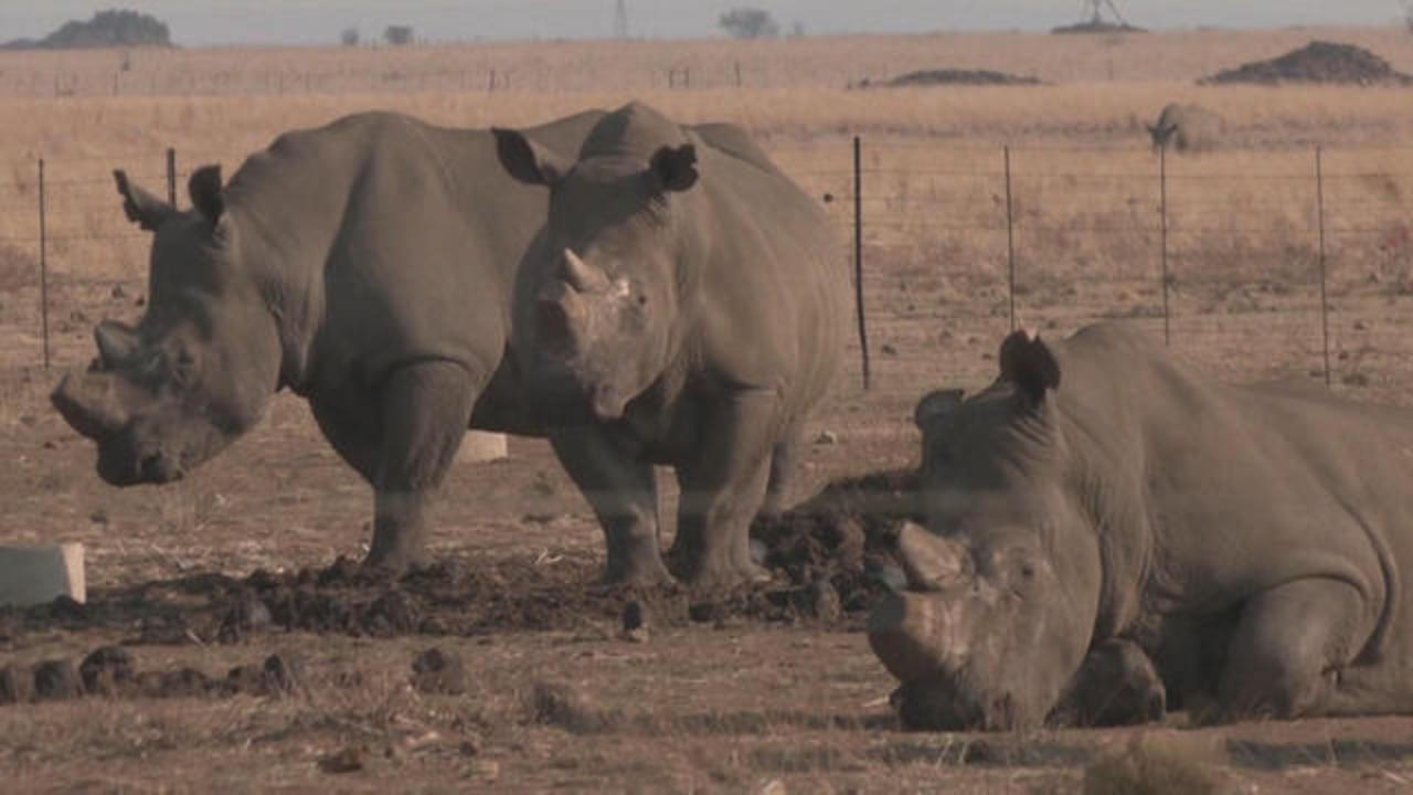Rhino's Rink on the Brink of Becoming Extinct?