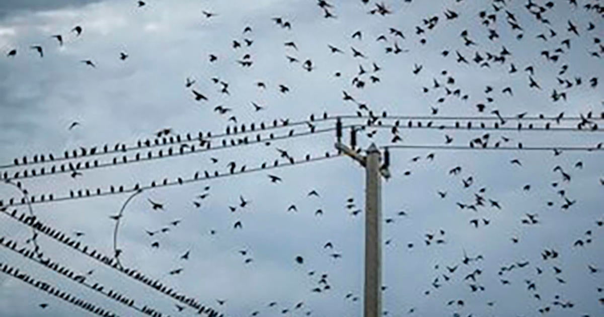 How Miami Dade residents can help birds migrate safely Miami