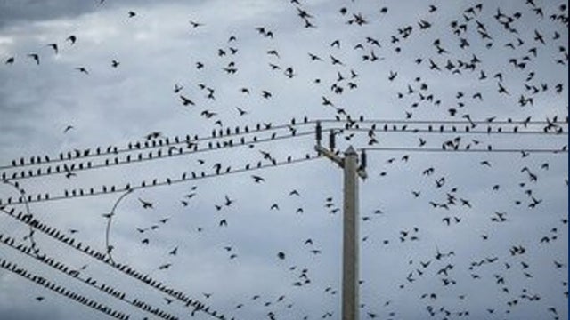 STARLINGS.jpg 