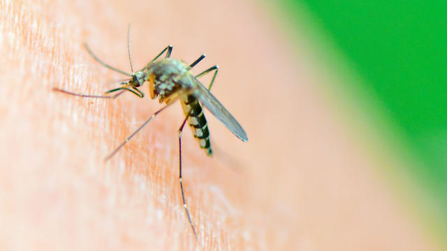 A mosquito of the species Aedes vexans sucks blood on the arm of biologist Doreen Werner in a forest in Frankfurt, Germany, July 20, 2020. 