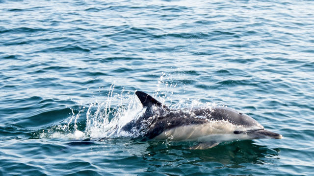 FRANCE-ENVIRONMENT-OCEAN-ANIMALS 