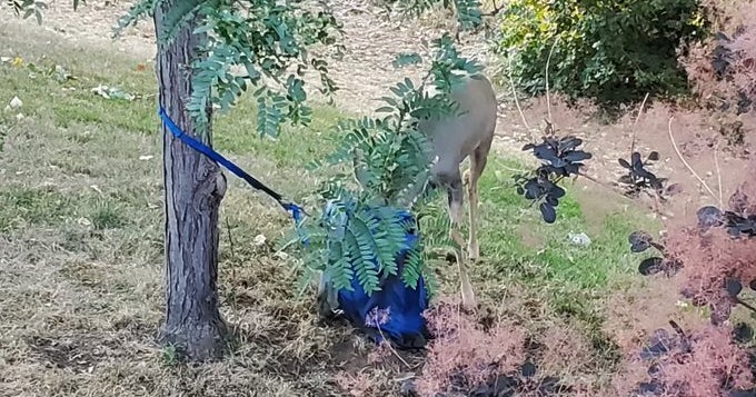 VIDEO: Buck Freed After Getting Tangled In Lakewood Hammock - CBS Colorado