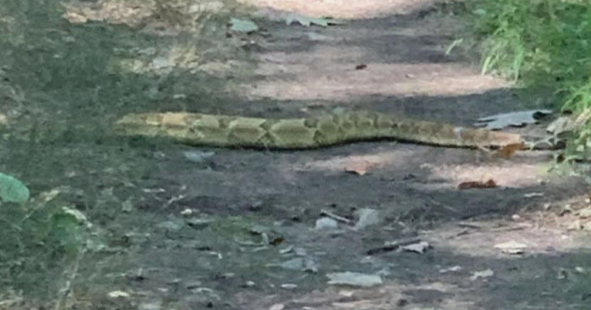 largest rattlesnake ever caught