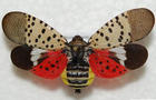 spotted-lanternfly-5524251.jpg 