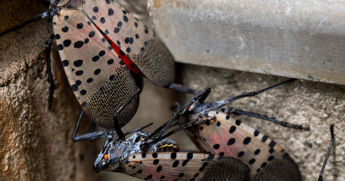 Spotted lanternfly is no match for invasive species detection dogs