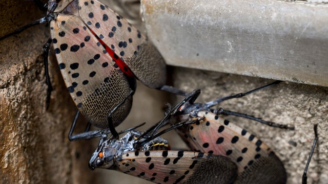 Adult Spotted Lanterfly In Pennsylvania 