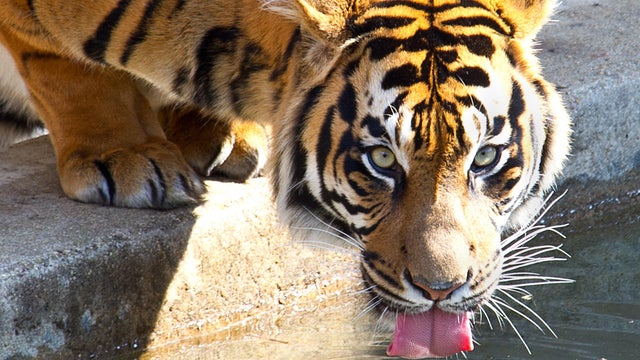 Man found dead after staff see big cat holding a shoe in its mouth at Pakistan zoo