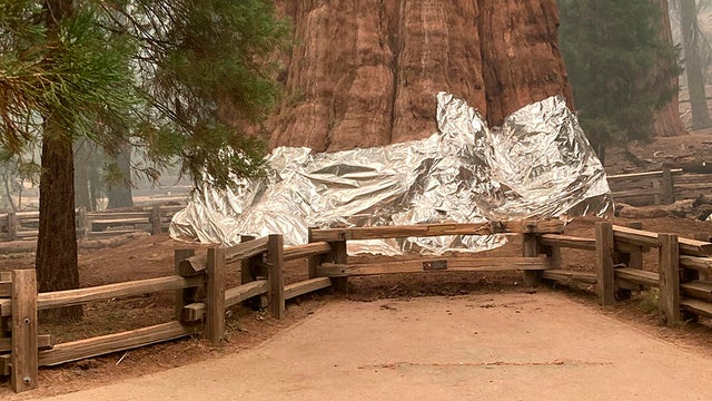 Sequoia Threat: General Sherman Tree Wrapped in Foil 