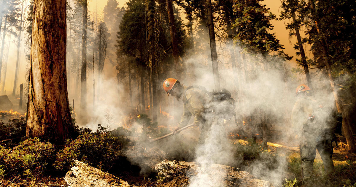 Recent California Wildfires Torched Up To A Fifth Of All Giant Sequoia Trees Cbs San Francisco 