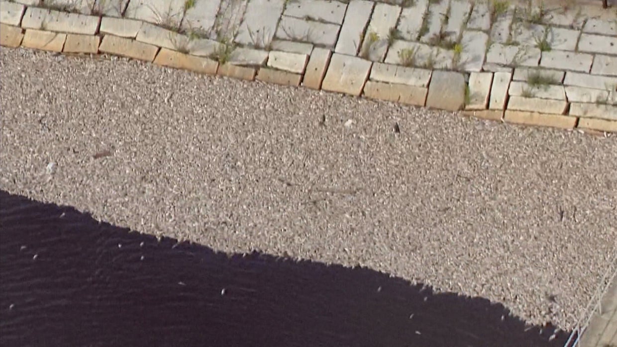Thousands of dead fish 