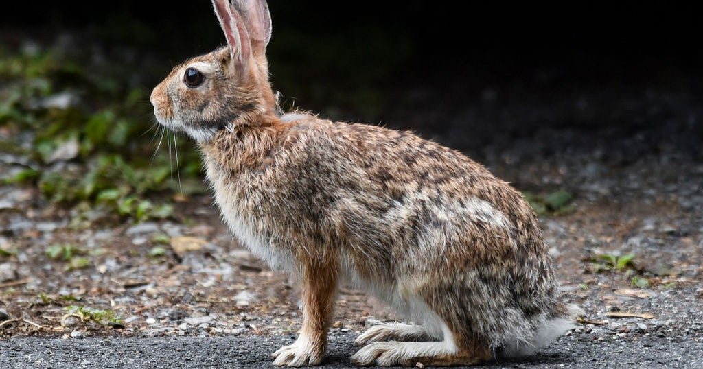 Game Commission warns of Rabbit Hemorrhagic Disease after 2 positive ...