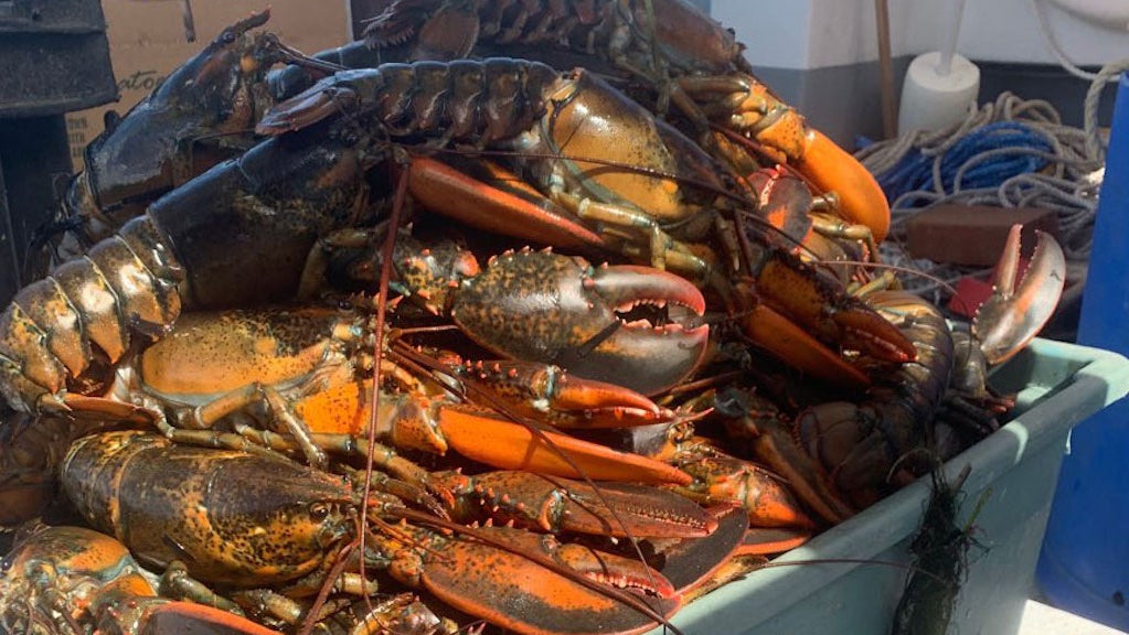 dead lobsters 