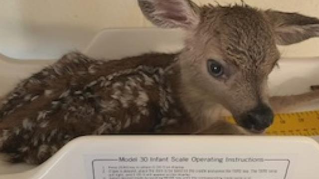 fawn-rescue.jpg 