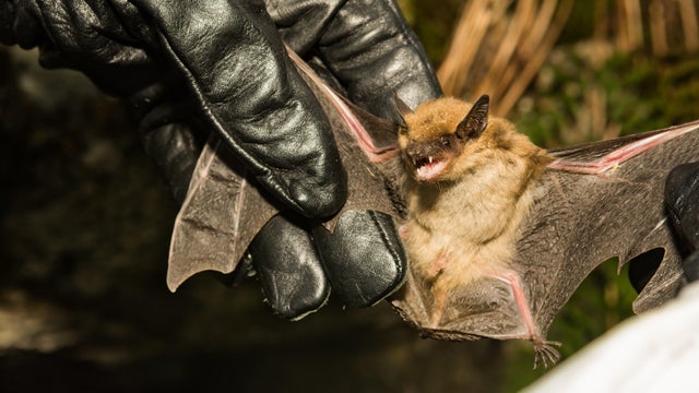 Big Brown Bat 