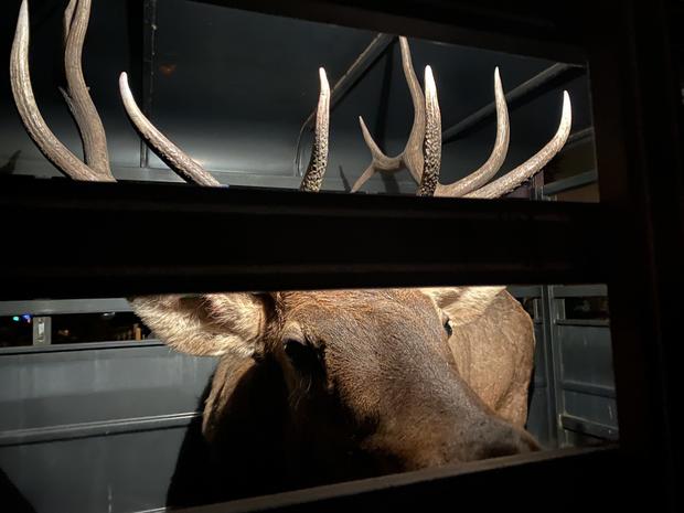 Westminster Elk Released 3 (CPW_NE) 