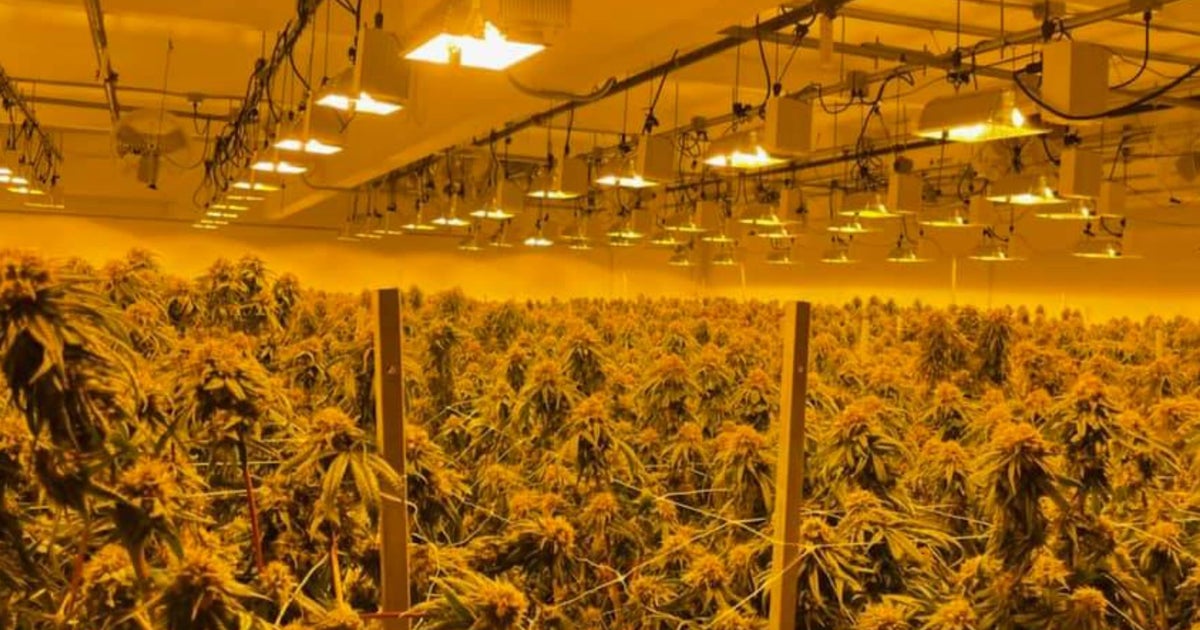 Major Illegal Marijuana Grow Bust In Alameda County; 100,000 Plants, 10 Million In Cash Seized