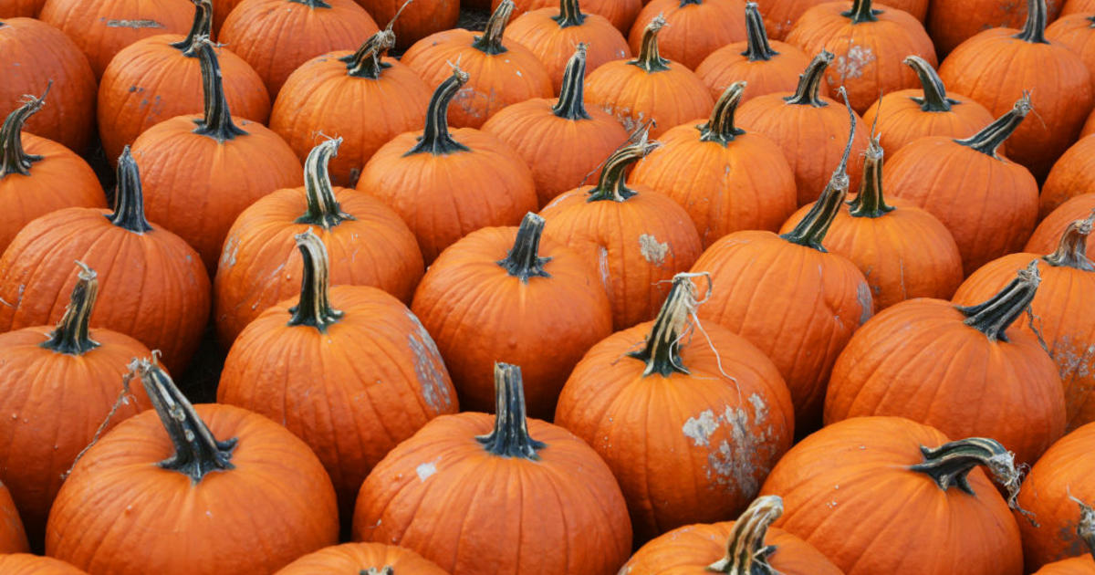 pumpkin patch baltimore md