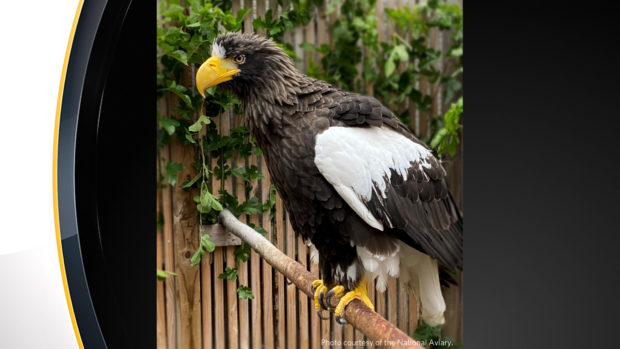 kodiak-sea-eagle-national-aviary 
