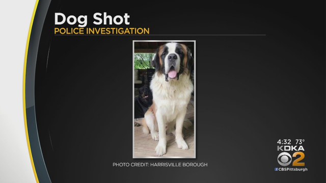 harrisville-borough-dog-shot.png 