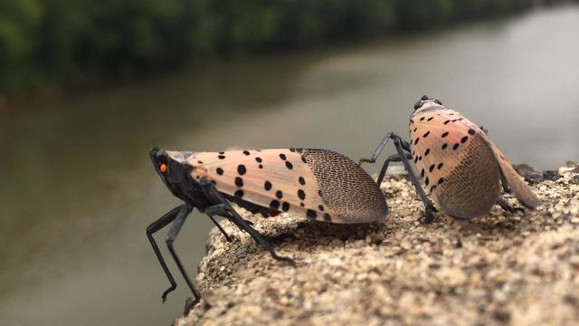 Adult Spotted Lanterfly In Reading Pennsylvania 