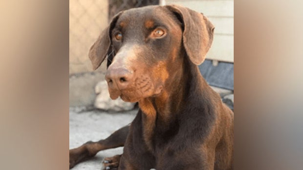 Dog was shot in Dallas and it died 