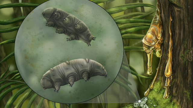 Tardigrade 