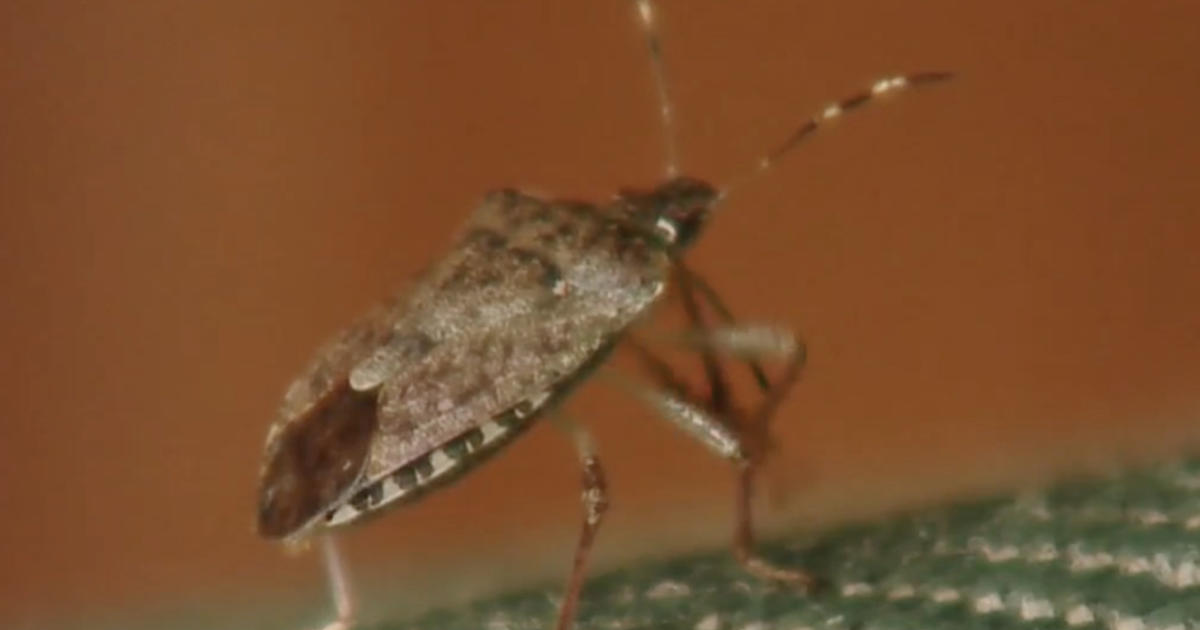 Stink Bugs Causing Major Headaches, Despite Posing No Harm 'They'll