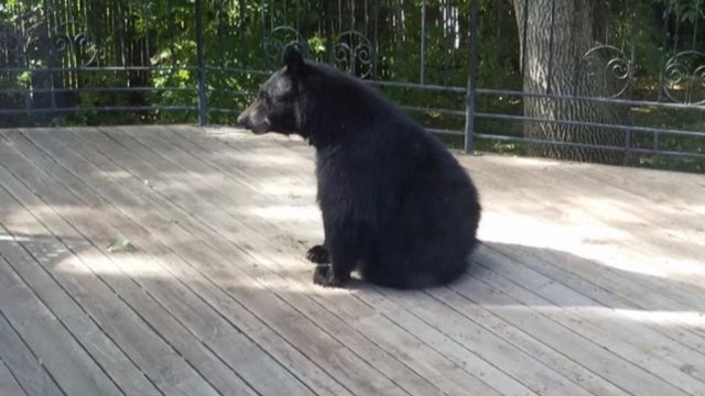 Backyard-Bear-3-credit-Carleen.png.jpeg 