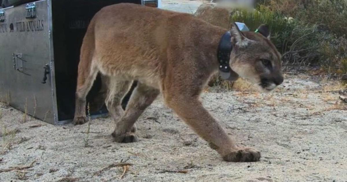 Mountain Lion and Bobcat Died From Effects of Rat Poison – NBC Los Angeles