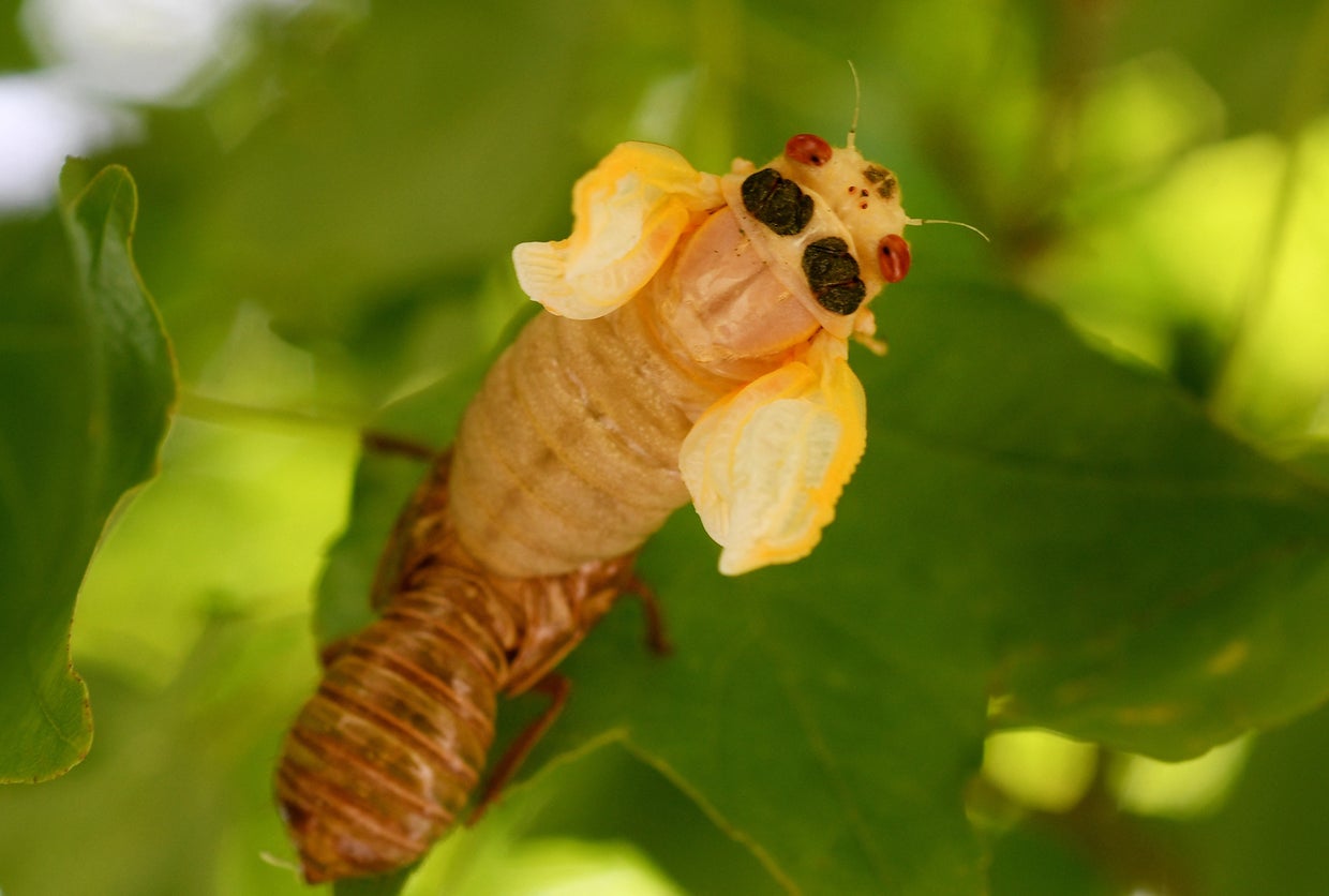 US-ENVIRONMENT-NATURE-ANIMAL-CICADA 