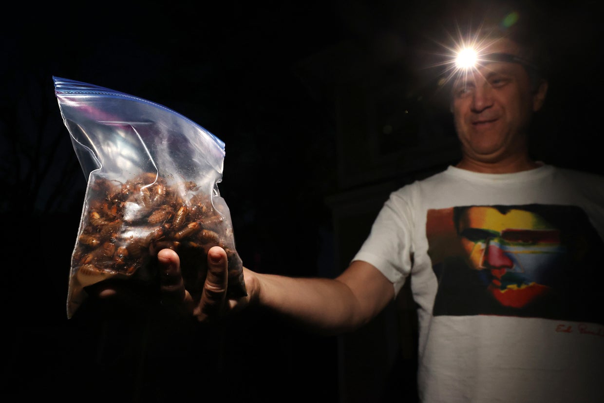 Brood X Cicadas Emerge After 17 Years Underground 