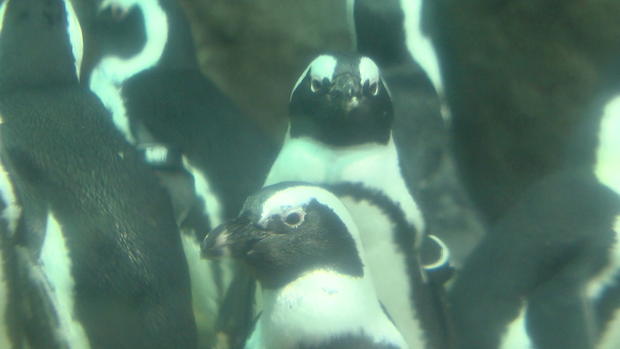 African Penguins Minnesota Zoo 
