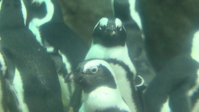HFR-MN-Zoo-Penguins-PKG-reedited-Short-version-248_00-01-2900.jpg 