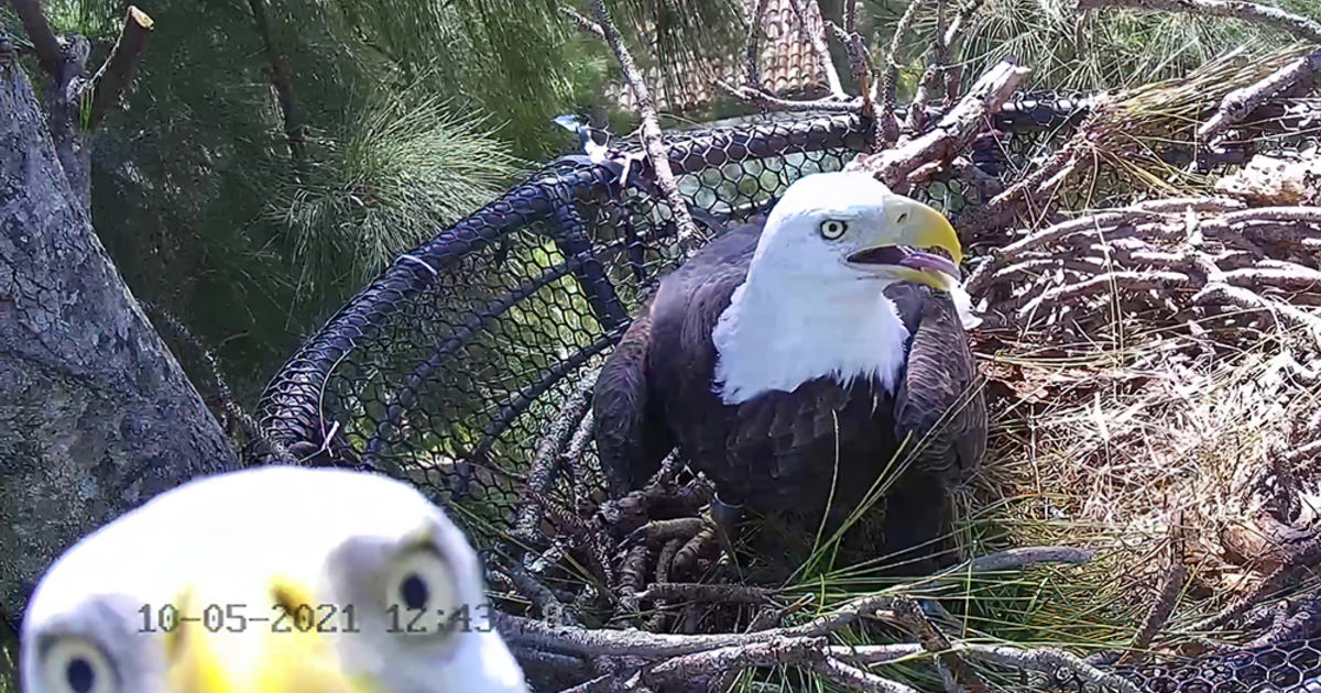 kreupel stikstof Maria OMG! So This Just Happened': Miami's Most Famous Bald Eagle Lays Egg On Live  Eagle Cam - CBS Miami