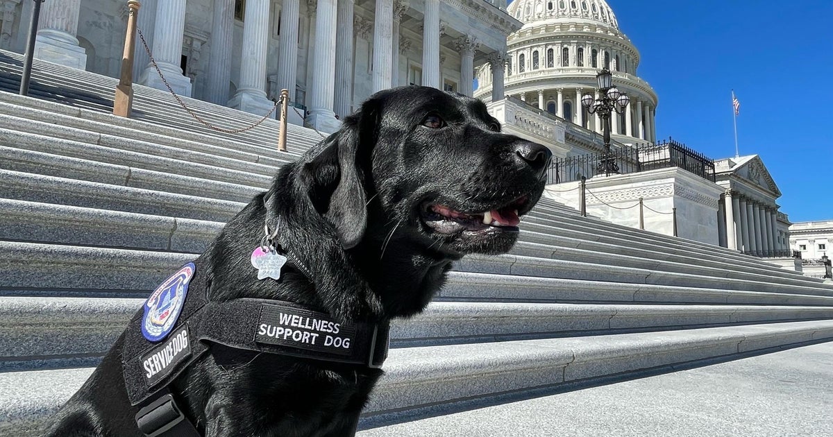 Trained seeing eye dog finds job comforting Capitol Police officers ...